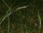 Roan Mountain sedge